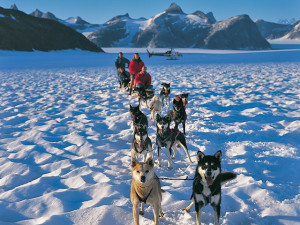 Alaska_dog_sled-lg