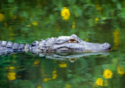 alligator