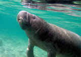 Manatee